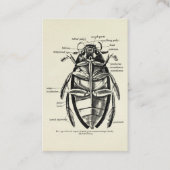  Entomologie Hydrofilidae Scavenger Beetle Visitekaartje (Voorkant)