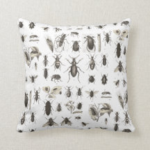 Entomologie in Antiek buik en insecten