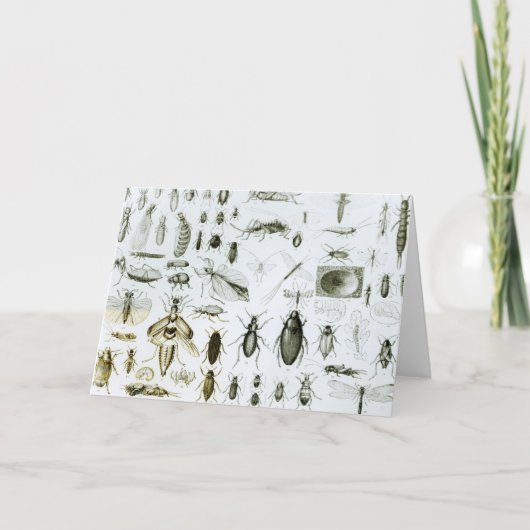 Entomologie Kaart (Voorkant)