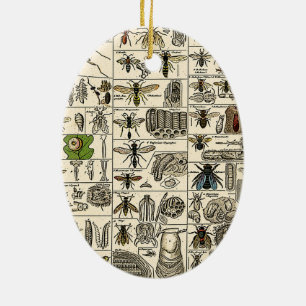  Entomologie Keramisch Ornament