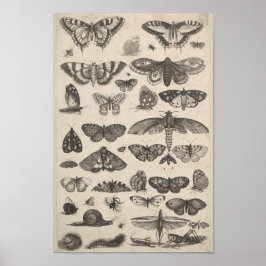 Entomologie Lepidoptera Insecten Poster