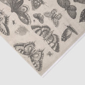 Entomologie Lepidoptera leidt tot ontkoppeling Tissuepapier (Detail)