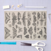 Entomologie Lepidoptera leidt tot ontkoppeling Tissuepapier (Craft)