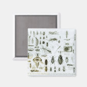 Entomologie Magneet (Voorkant / Achterkant)