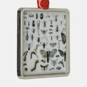 Entomologie Metalen Ornament (Rechts)