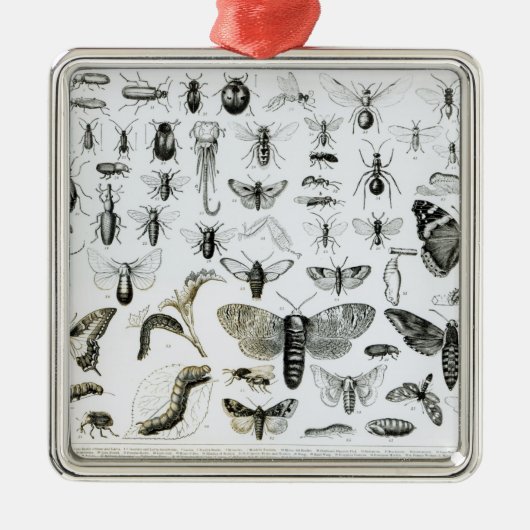 Entomologie Metalen Ornament (Voorkant)