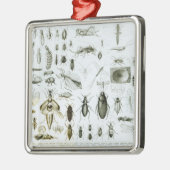 Entomologie Metalen Ornament (Links)
