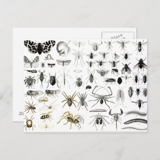 Entomologie, Myriapoda en Arachnida Briefkaart (Voorkant / Achterkant)