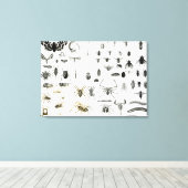 Entomologie, Myriapoda en Arachnida Canvas Afdruk (Insitu (Houten vloer))