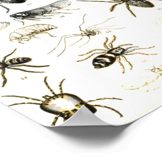 Entomologie, Myriapoda en Arachnida Poster (Hoek)