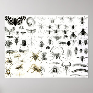 Entomologie, Myriapoda en Arachnida Poster