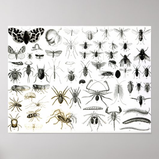 Entomologie, Myriapoda en Arachnida Poster (Voorkant)