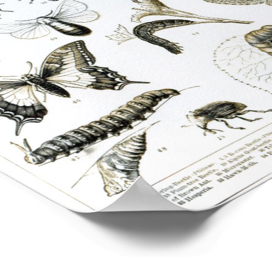 Entomologie Poster (Hoek)
