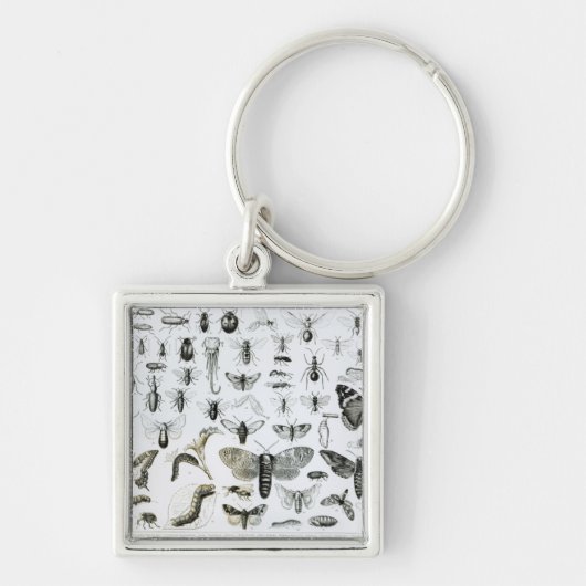 Entomologie Sleutelhanger (Voorkant)