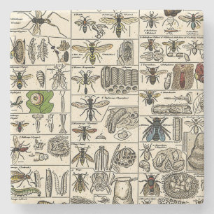  Entomologie Stenen Onderzetter