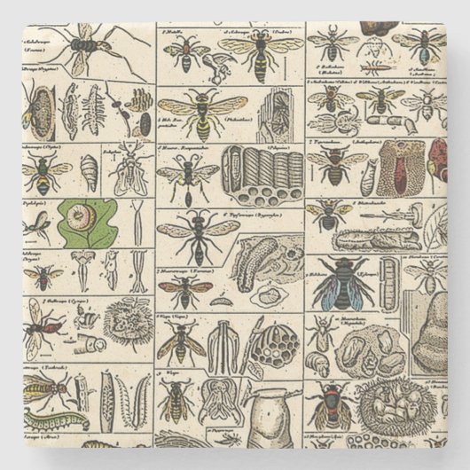  Entomologie Stenen Onderzetter (Voorkant)