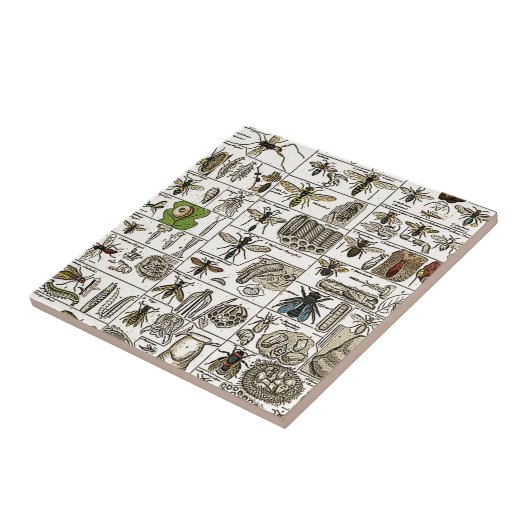  Entomologie Tegeltje (Zijkant)