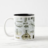 Entomologie Tweekleurige Koffiemok (Links)