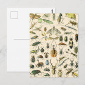 Entomologie van Insect en Bugs Chart Briefkaart (Voorkant / Achterkant)