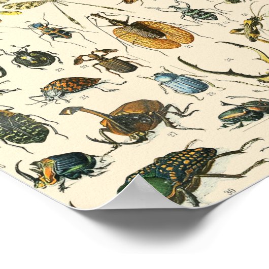 Entomologie van Insect en Bugs Chart Poster (Hoek)