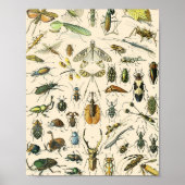 Entomologie van Insect en Bugs Chart Poster (Voorkant)