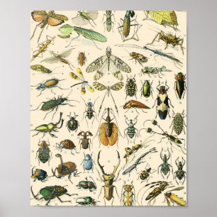 Entomologie van Insect en Bugs Chart  Poster