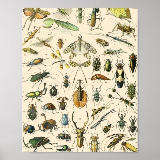 Entomologie van Insect en Bugs Chart Poster (Voorkant)