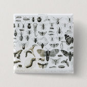 Entomologie Vierkante Button 5,1 Cm (Voorkant)