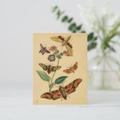 Entomologische Briefkaart (Staand voorkant)