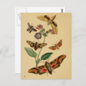 Entomologische Briefkaart (Voorkant / Achterkant)