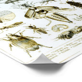 Entomology Insects Poster (Hoek)