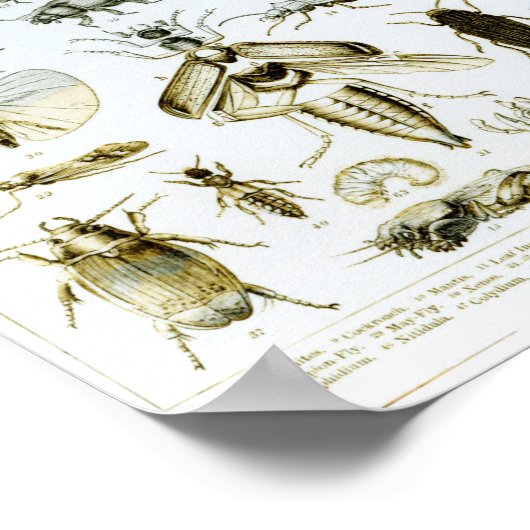 Entomology Insects Poster (Hoek)
