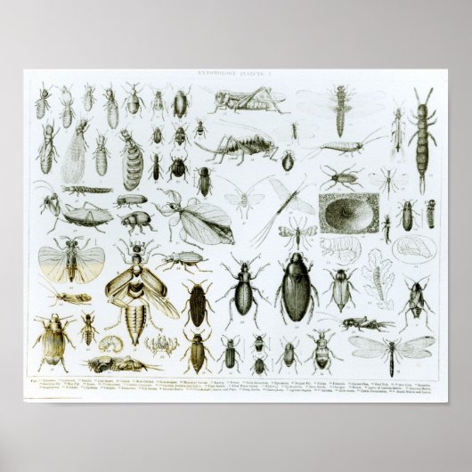 Entomology Insects Poster (Voorkant)