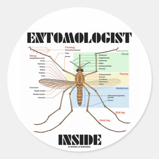 Entomoloog Inside (muggenanatomie) Ronde Sticker (Voorkant)