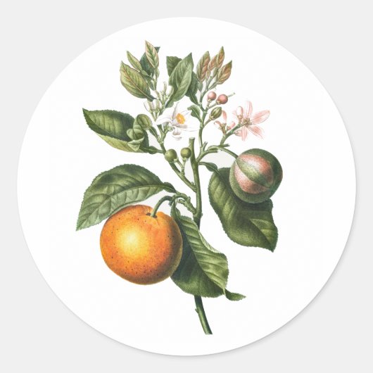 ENVELOPE SEAL STICKER: BITTER ORANJE BLOSSOM RONDE STICKER (Voorkant)