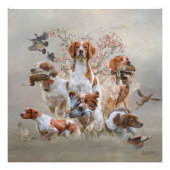 Epagneul Breton, Brittany Spaniel Foto Afdruk (Voorkant)
