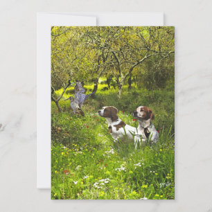 Epagneul Breton, Brittany Spaniel Kaart