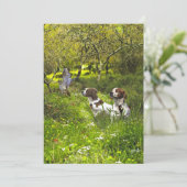 Epagneul Breton, Brittany Spaniel Kaart (Staand voorkant)