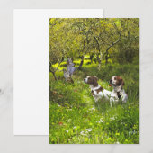 Epagneul Breton, Brittany Spaniel Kaart (Voorkant / Achterkant)
