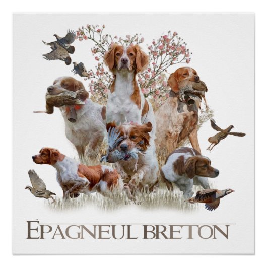 Epagneul Breton, Brittany Spaniel Perfect Poster (Voorkant)