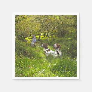 Epagneul Breton, Brittany Spaniel Servet