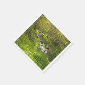Epagneul Breton, Brittany Spaniel Servet (Hoek)