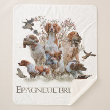 Epagneul Breton, Brittany Spaniel