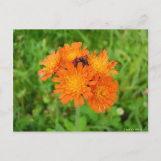 Épervière orangée briefkaart