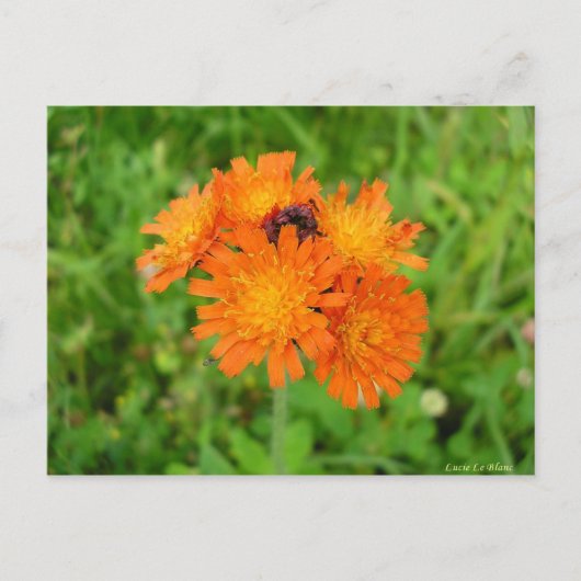 Épervière orangée briefkaart (Voorkant)