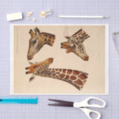 Ephemera Decoupage Giraffe Heads Tissuepapier (Craft)