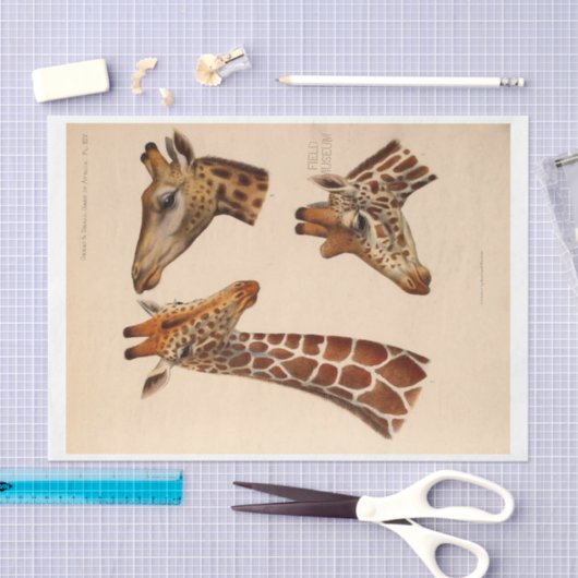 Ephemera Decoupage Giraffe Heads Tissuepapier (Craft)