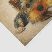 Ephemera Frans Briefkaart Terrier Dog Ontkoppeling Tissuepapier (Detail)