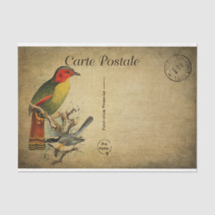 Ephemera Franse Briefkaart Colorful Birds ontkoppe Tissuepapier