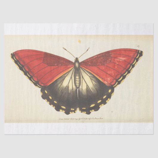  ephemera Red Butterfly Moth ontkoppeling Tissuepapier (Voorkant)
